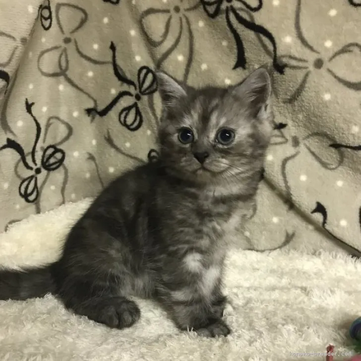 ID:2307-00061の子猫