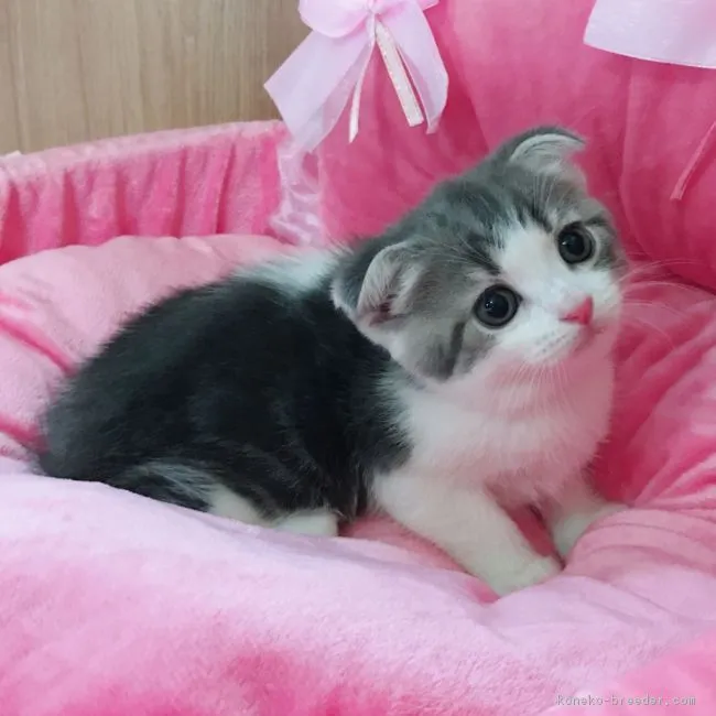 ID:1809-01283の子猫