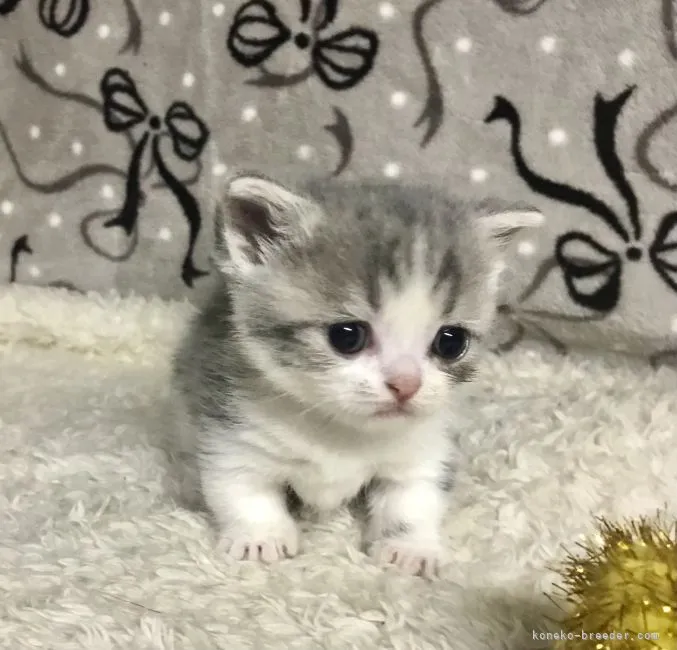 ID:2205-01342の子猫