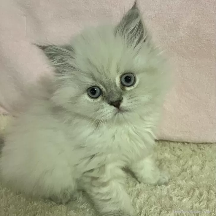 ID：2406-01509の子猫