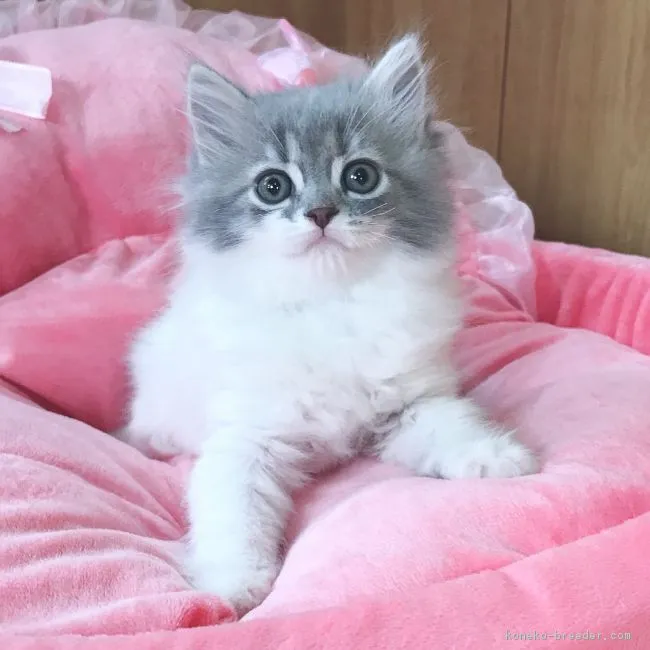 なっちゃん 様のお迎えした子猫