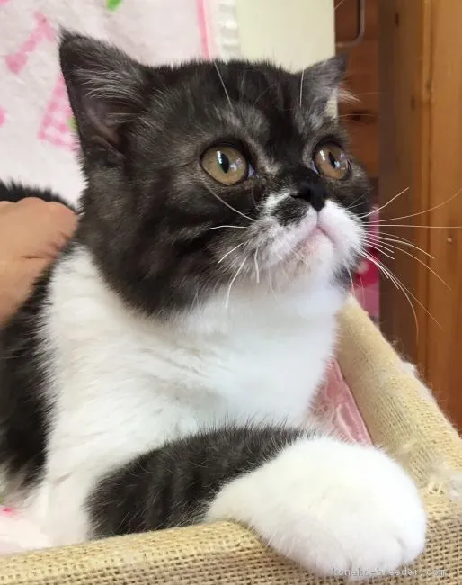 ID:1608-00011の子猫