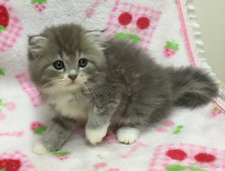 ID：1608-00021の子猫