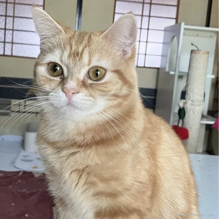 ID：2307-00057の子猫