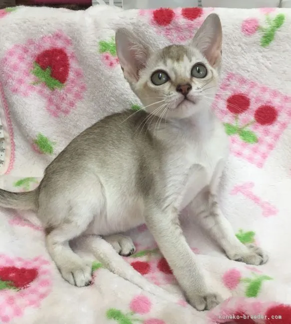なつ 様のお迎えした子猫