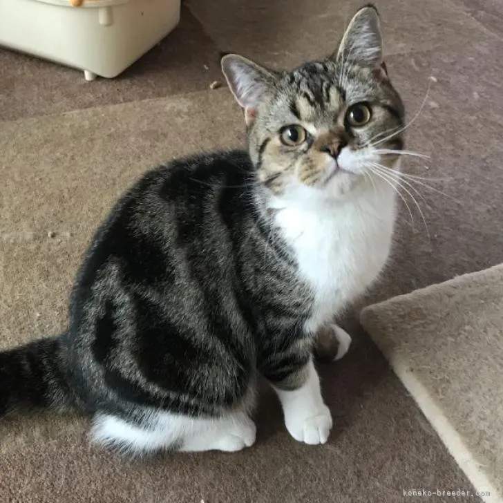 ID:2205-01340の子猫