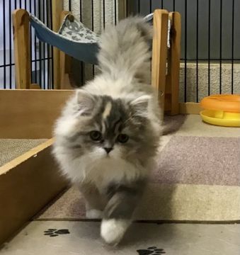 スコティッシュフォールド(立ち耳)【和歌山県・女の子・2020年9月29日・ダイリュートキャリコ（ロングヘア）】の写真「立ち耳ロングヘアの可愛い女の子♪」