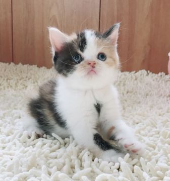 スコティッシュフォールド(立ち耳)【和歌山県・女の子・2018年7月16日・ブラウンパッチドタビー&ホワイト（ショートヘア）】の写真「立ち耳の女の子♪」