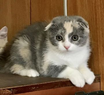 スコティッシュフォールド(折れ耳)【和歌山県・女の子・2017年4月15日・ブルーパッチドタビー&ホワイト（ショートヘア）】の写真「折れ耳の女の子♪」