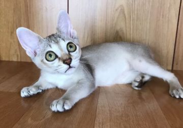 シンガプーラ【和歌山県・男の子・2019年5月1日・セピアアグーティ（ショートヘア）】の写真「元気いっぱい活発な男の子♪」