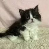 ミヌエット(短足)【和歌山県・女の子・2024年5月20日・ブラック&ホワイト】の写真1