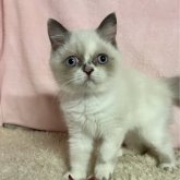 スコティッシュフォールド(立ち耳)