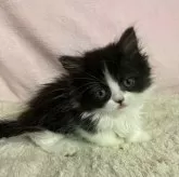 ミヌエット(短足)【和歌山県・女の子・2024年5月20日・ブラック&ホワイト】の写真2