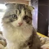 スコティッシュフォールド(折れ耳)【和歌山県・男の子・2024年7月9日・ブラウンマッカレルタビー&ホワイト】の写真6