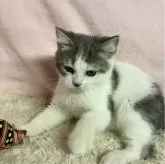 ミヌエット(長足)【和歌山県・男の子・2024年7月23日・ブルータビー&ホワイト】の写真9