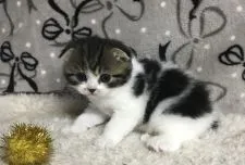 スコティッシュフォールド(折れ耳)【和歌山県・男の子・2022年5月3日・ブラウンマッカレルタビー&ホワイト】の写真4