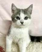 ミヌエット(長足)【和歌山県・男の子・2024年7月23日・ブルータビー&ホワイト】の写真13