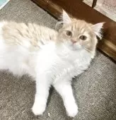 ミヌエット(長足)【和歌山県・男の子・2025年1月16日・レッドタビー&ホワイト】の写真3