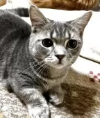 ミヌエット(短足)【和歌山県・男の子・2025年6月19日・ブルークラシックタビー】の写真2