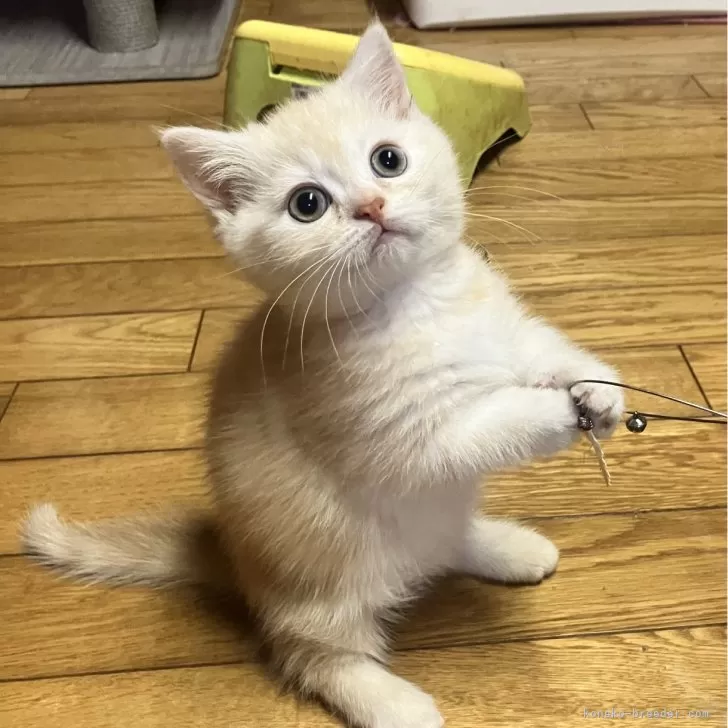 ID:2503-00346の子猫