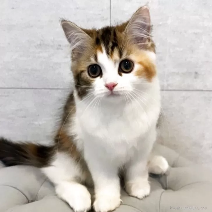 S.K 様のお迎えした子猫