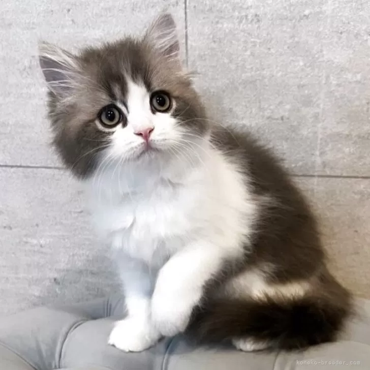 ID：2508-00636の子猫