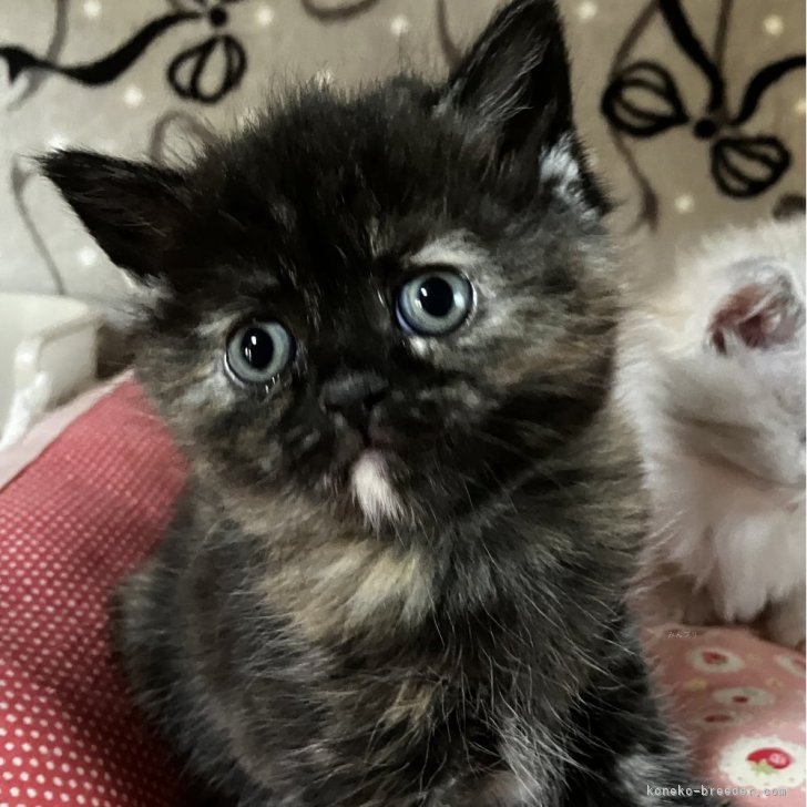 ブリーダー画像