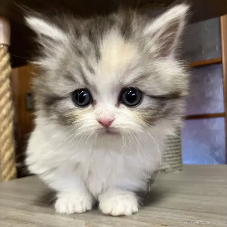 ID：2501-01530の子猫