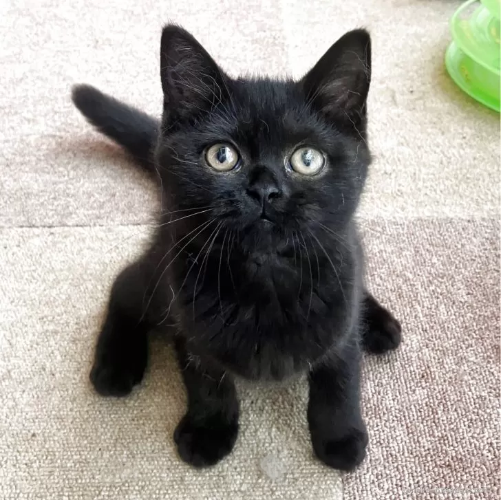 ID：2507-02731の子猫