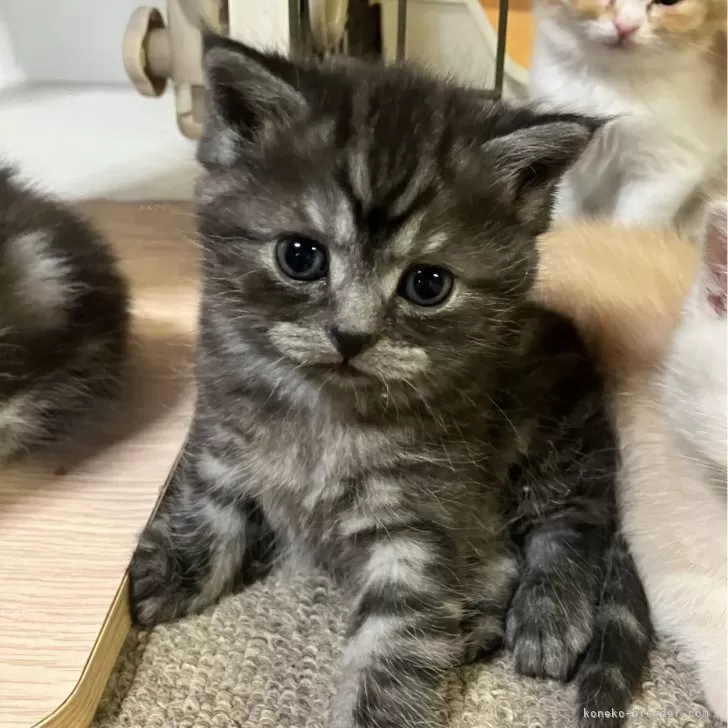 ID：2503-02280の子猫