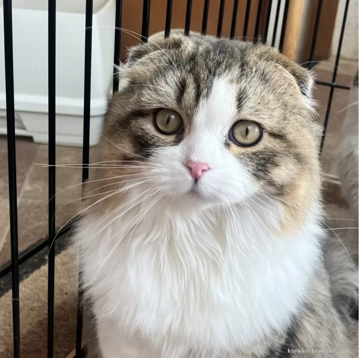 スコティッシュフォールド(折れ耳)【和歌山県・男の子・2024年7月9日・ブラウンマッカレルタビー&amp;ホワイト】の写真1