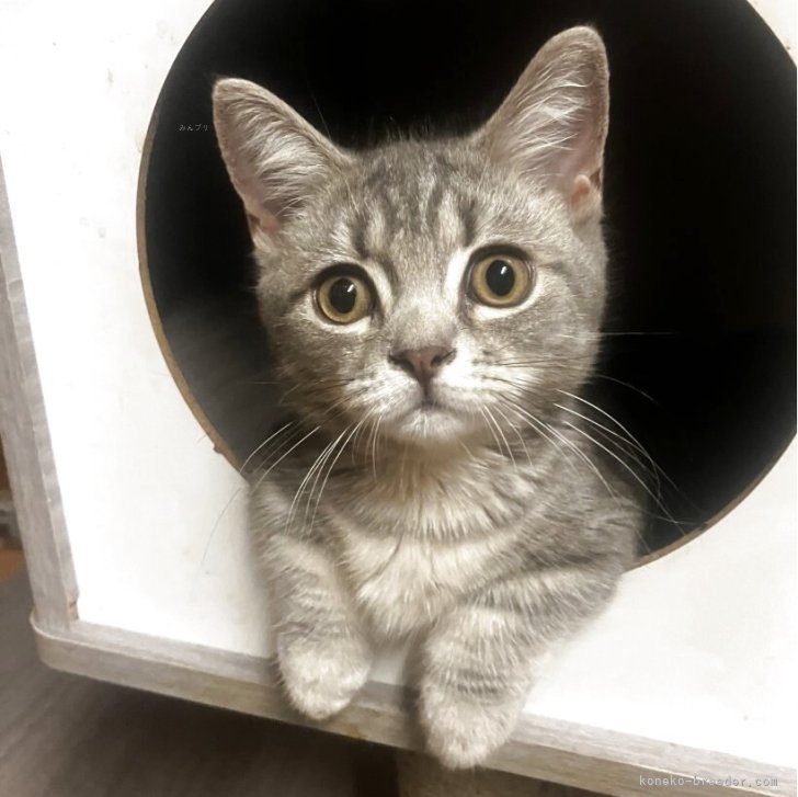 ブリーダー画像