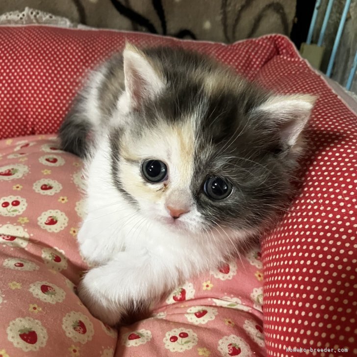 ブリーダー画像