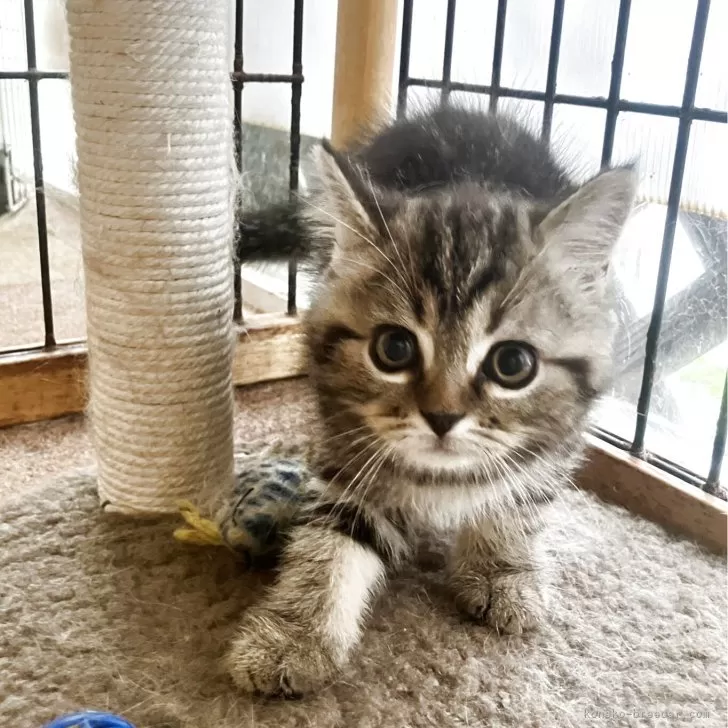 ID：2505-03152の子猫