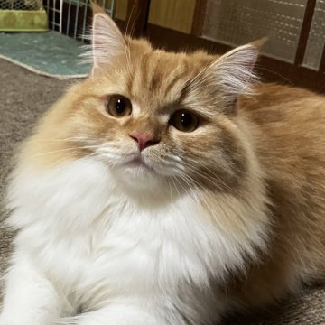 ミヌエット(長足)【和歌山県・男の子・2025年1月16日・レッドタビー&ホワイト（ロングヘア）】の写真「長足ロングヘアの可愛い男の子♪　去勢済」