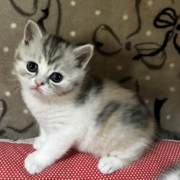 ミヌエット(長足)【和歌山県・女の子・2025年10月31日・シルバーパッチドタビー&ホワイト（ショートヘア）】の写真「長足ショートヘアの可愛い女の子♪」