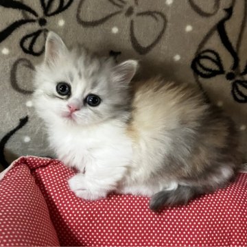 ミヌエット(短足)【和歌山県・女の子・2025年10月31日・シルバーパッチドタビー&ホワイト（ロングヘア）】の写真「短足ロングヘアの可愛い女の子♪」