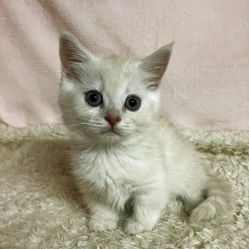 ミヌエット(短足)【和歌山県・男の子・2025年8月1日・カメオタビー（ショートヘア）】の写真「短足ショートヘアの可愛い男の子♪」