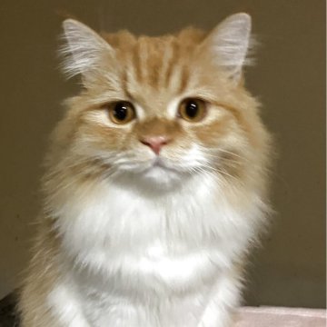 ミヌエット(長足)【和歌山県・男の子・2025年1月16日・レッドタビー&ホワイト（ロングヘア）】の写真「長足ロングヘアの可愛い男の子♪　去勢済」