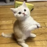 ミヌエット(短足)【和歌山県・男の子・2025年1月16日・カメオクラシックタビー】の写真1