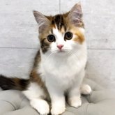 ミヌエット