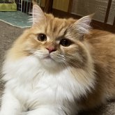 ミヌエット(長足)