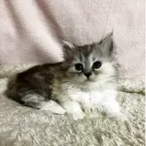 ミヌエット(短足)