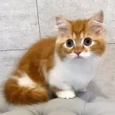 ミヌエット(短足)