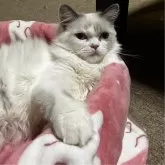 ミヌエット(長足)