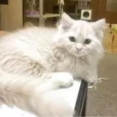 ミヌエット(短足)