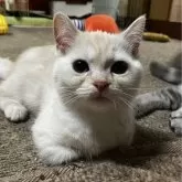 ミヌエット(短足)