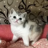 ミヌエット(長足)【和歌山県・女の子・2025年10月31日・シルバーパッチドタビー&ホワイト】の写真3