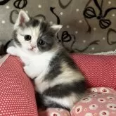 ミヌエット(短足)【和歌山県・女の子・2025年10月31日・キャリコスモーク】の写真3