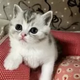 ミヌエット(長足)【和歌山県・女の子・2025年10月31日・シルバーパッチドタビー&ホワイト】の写真4